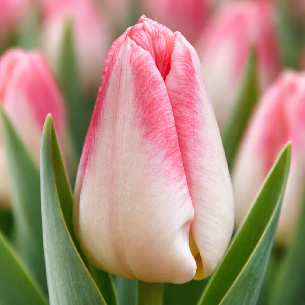 Тюльпан "Pullitzer"