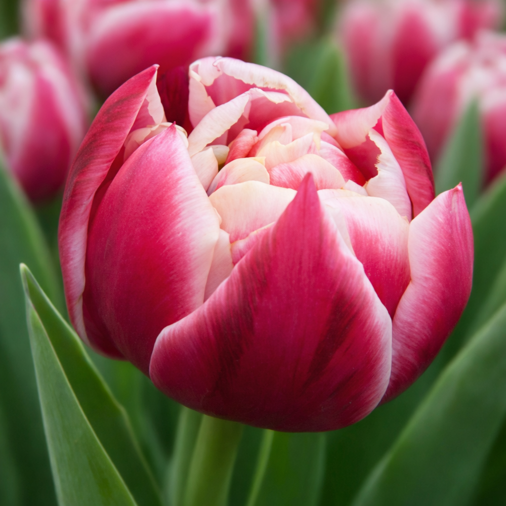 Тюльпан "Columbus"