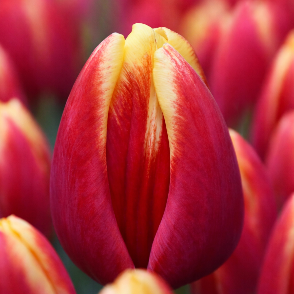 Тюльпан "Denmark"