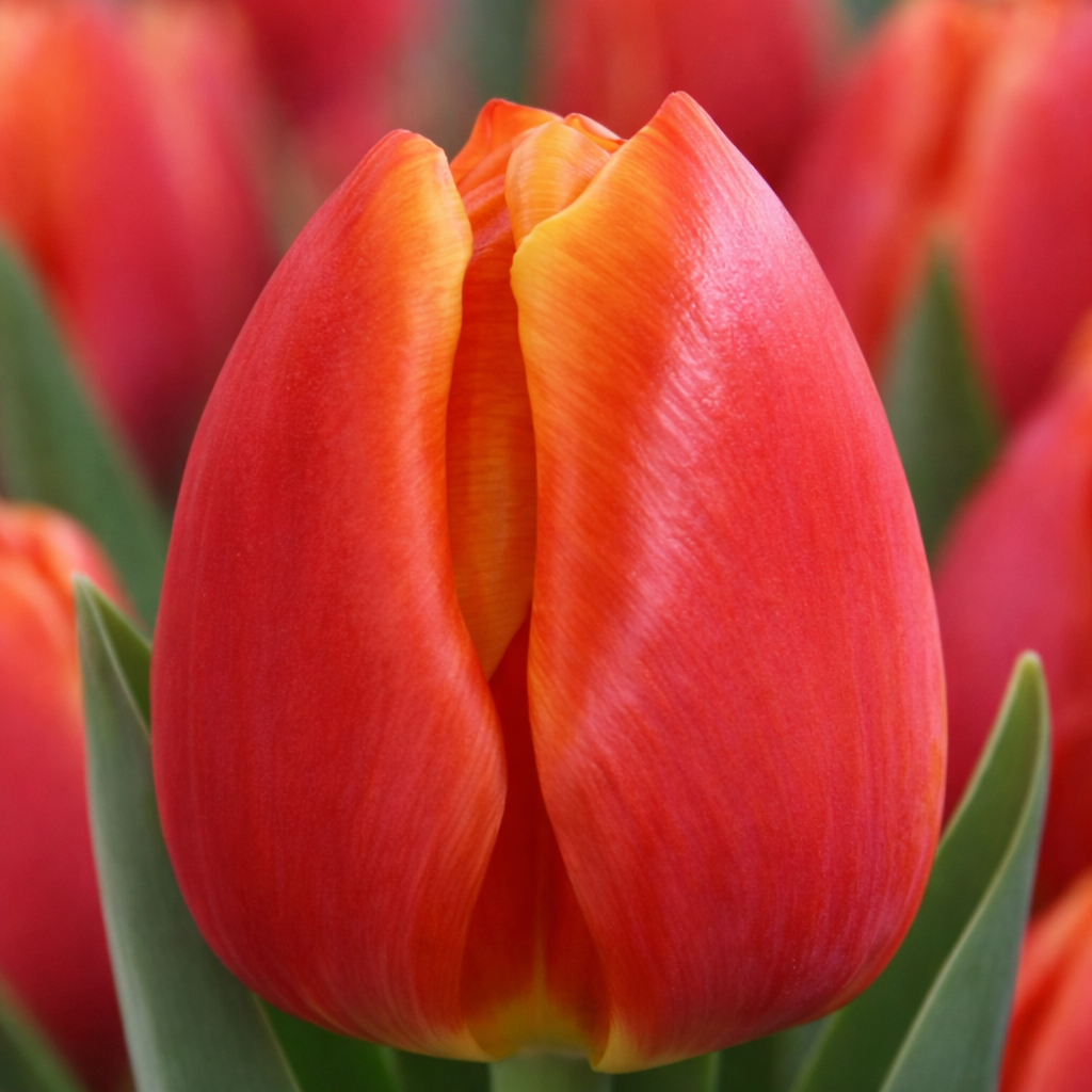 Тюльпан "Esta Bonita"