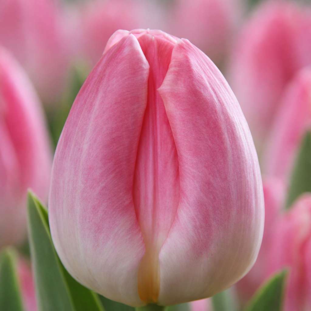 Тюльпан "First Class"