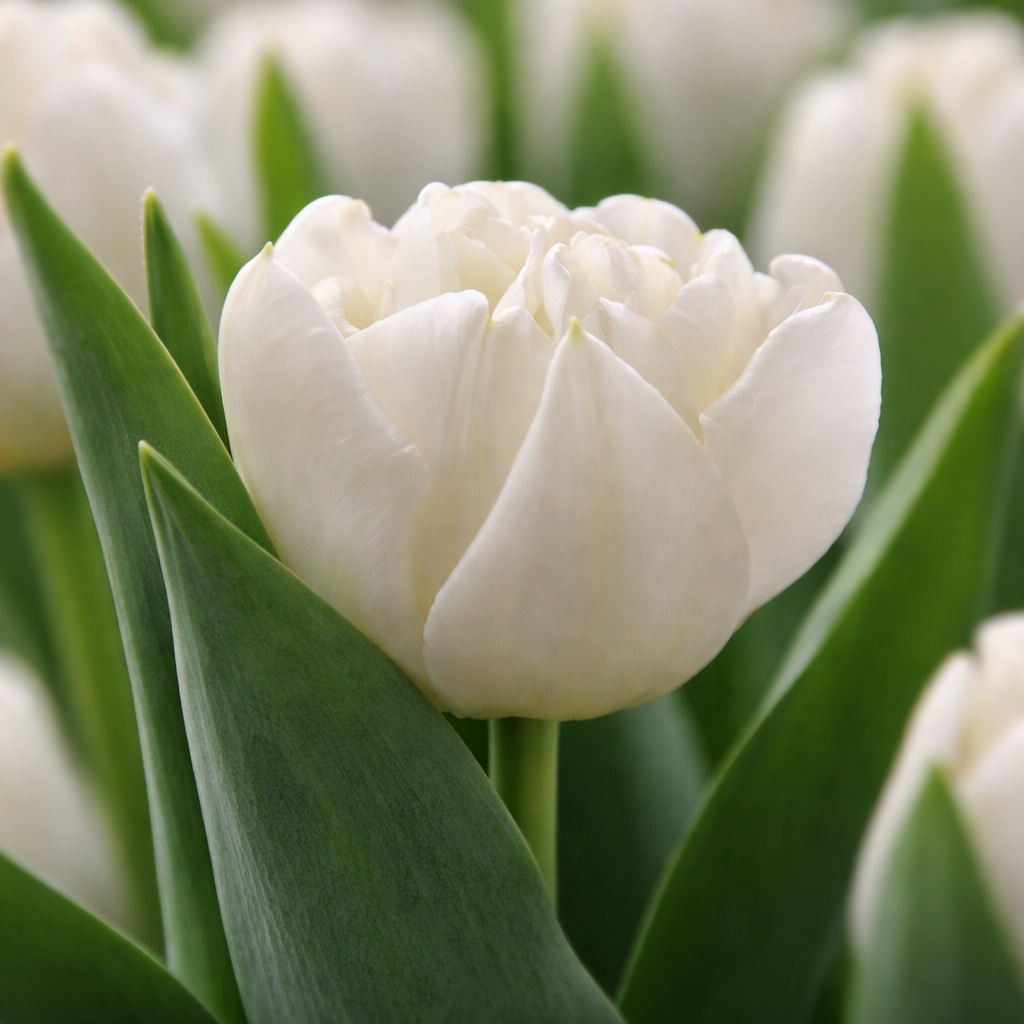 Тюльпан "Galileo"