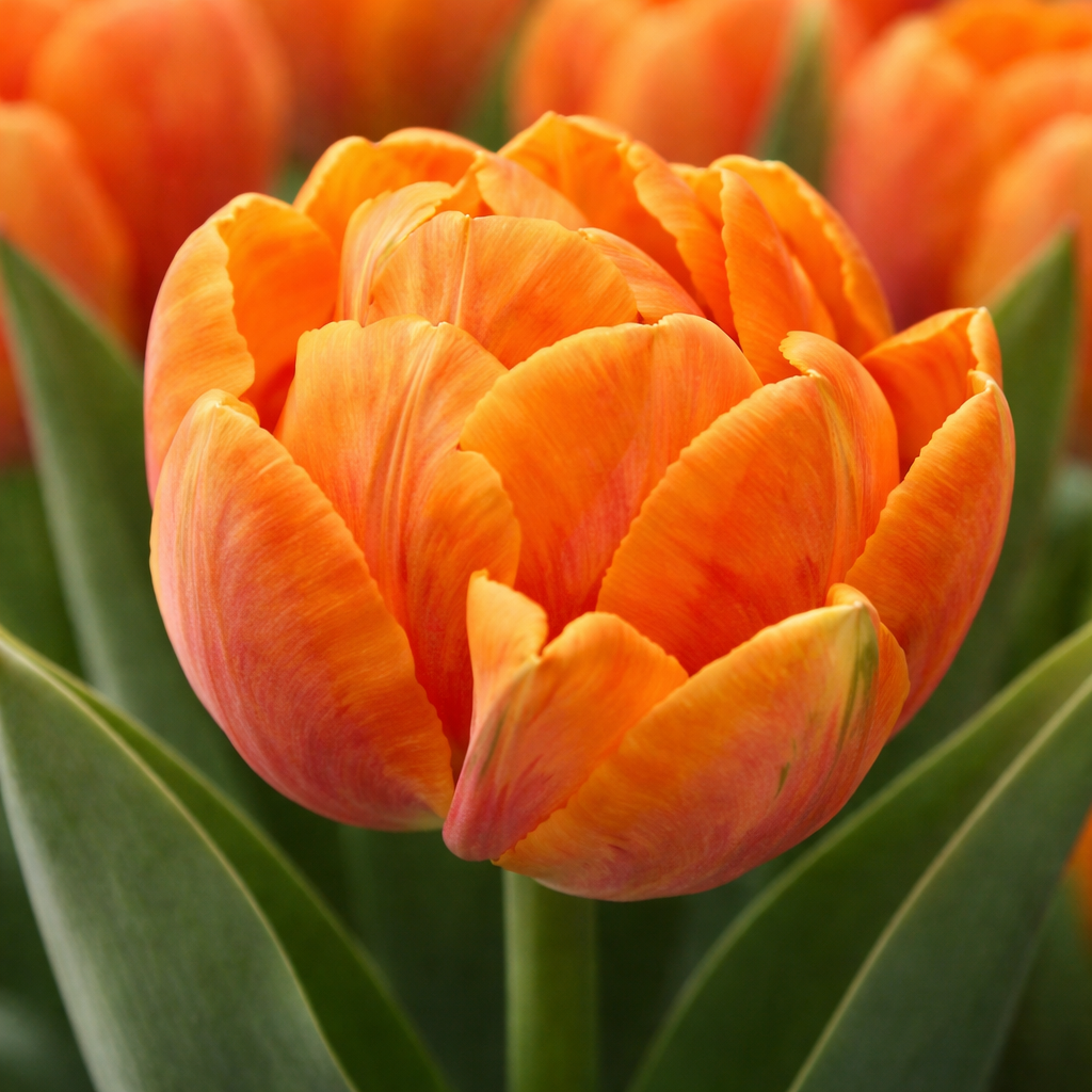 Тюльпан "Orca"