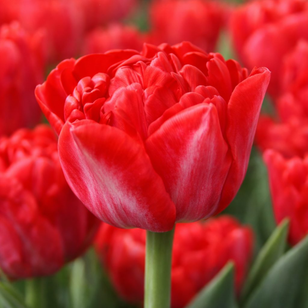 Тюльпан "Pamplona"