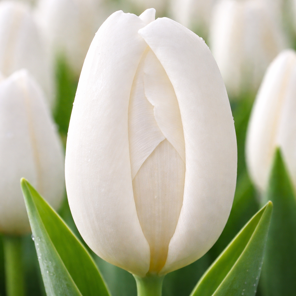 Тюльпан "Snowboard"