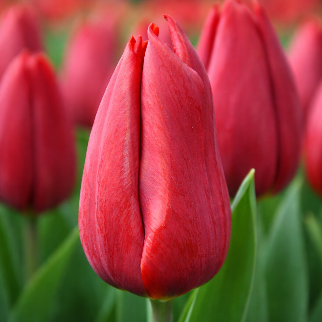 Тюльпан "Strong Love"