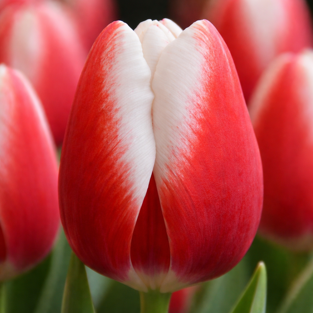 Тюльпан "Timeless"