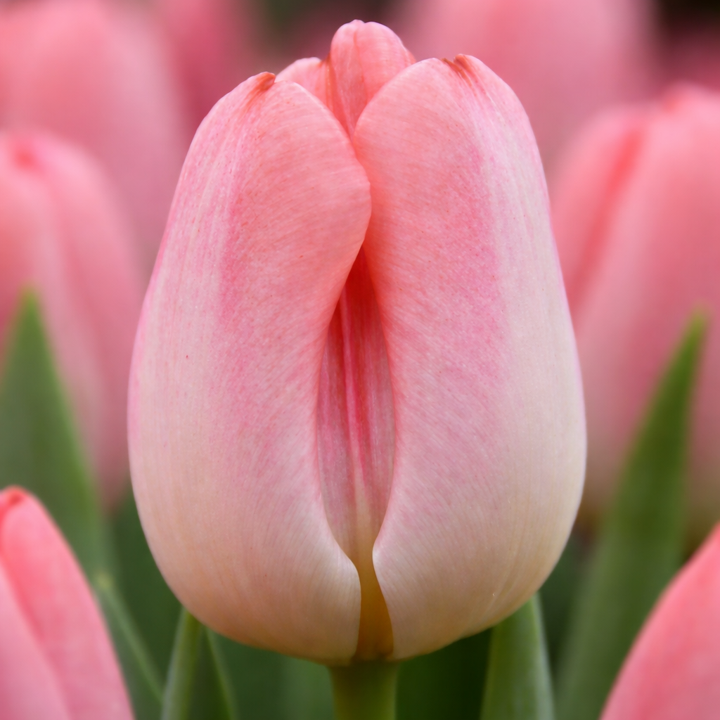 Тюльпан "Supermodel"