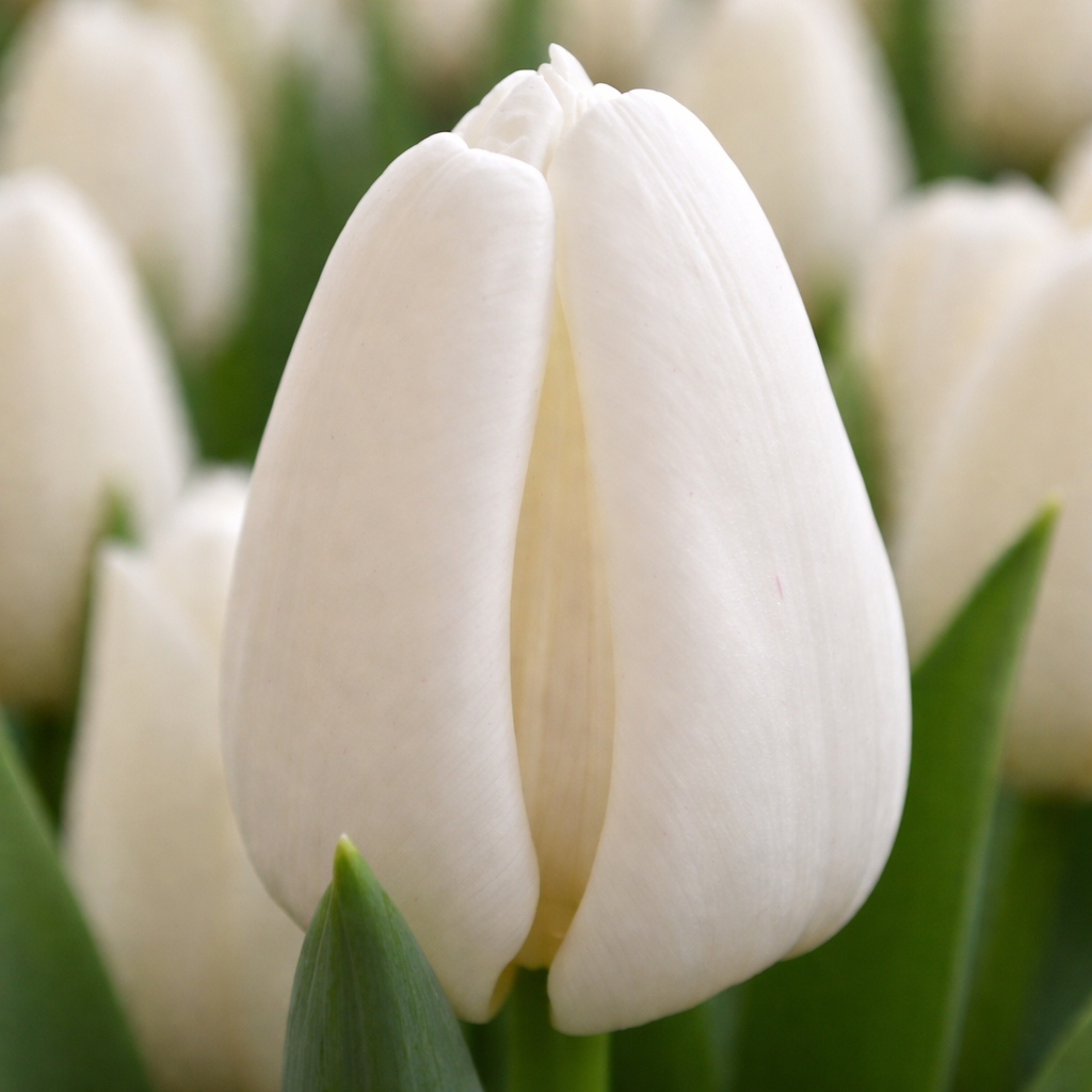 Тюльпан "Update"