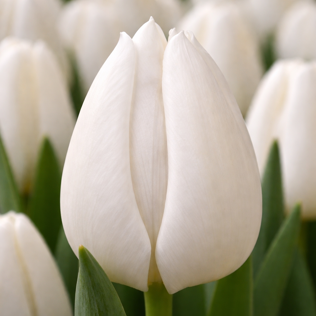 Тюльпан "White Manor"